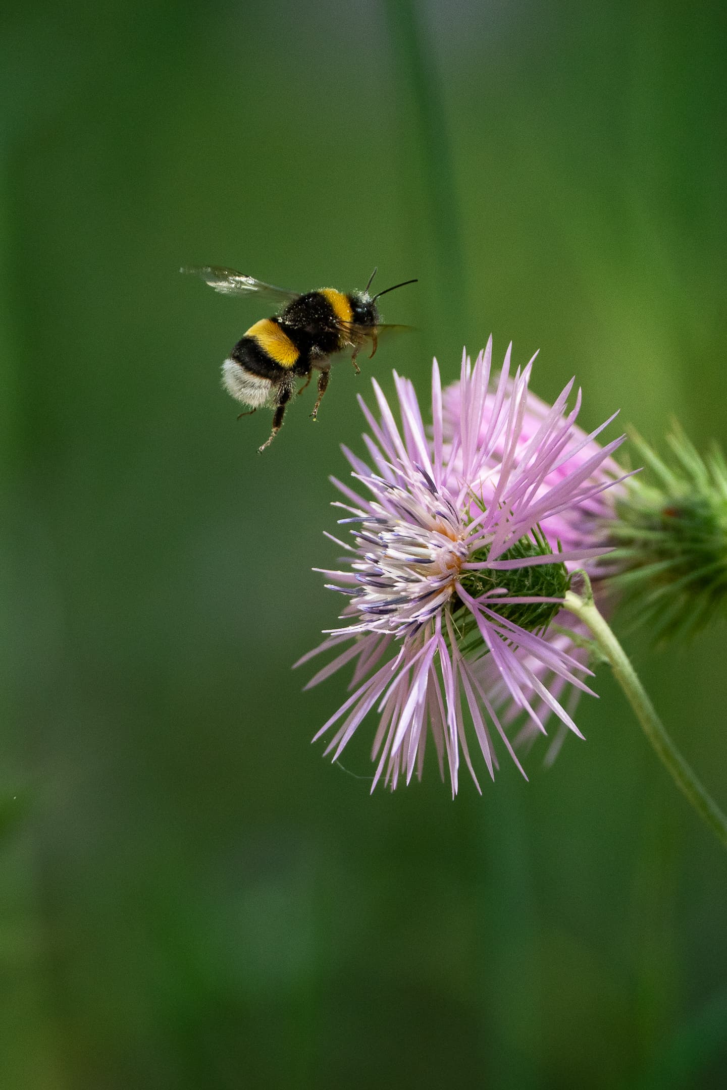 Buff Tailed Bumblebee