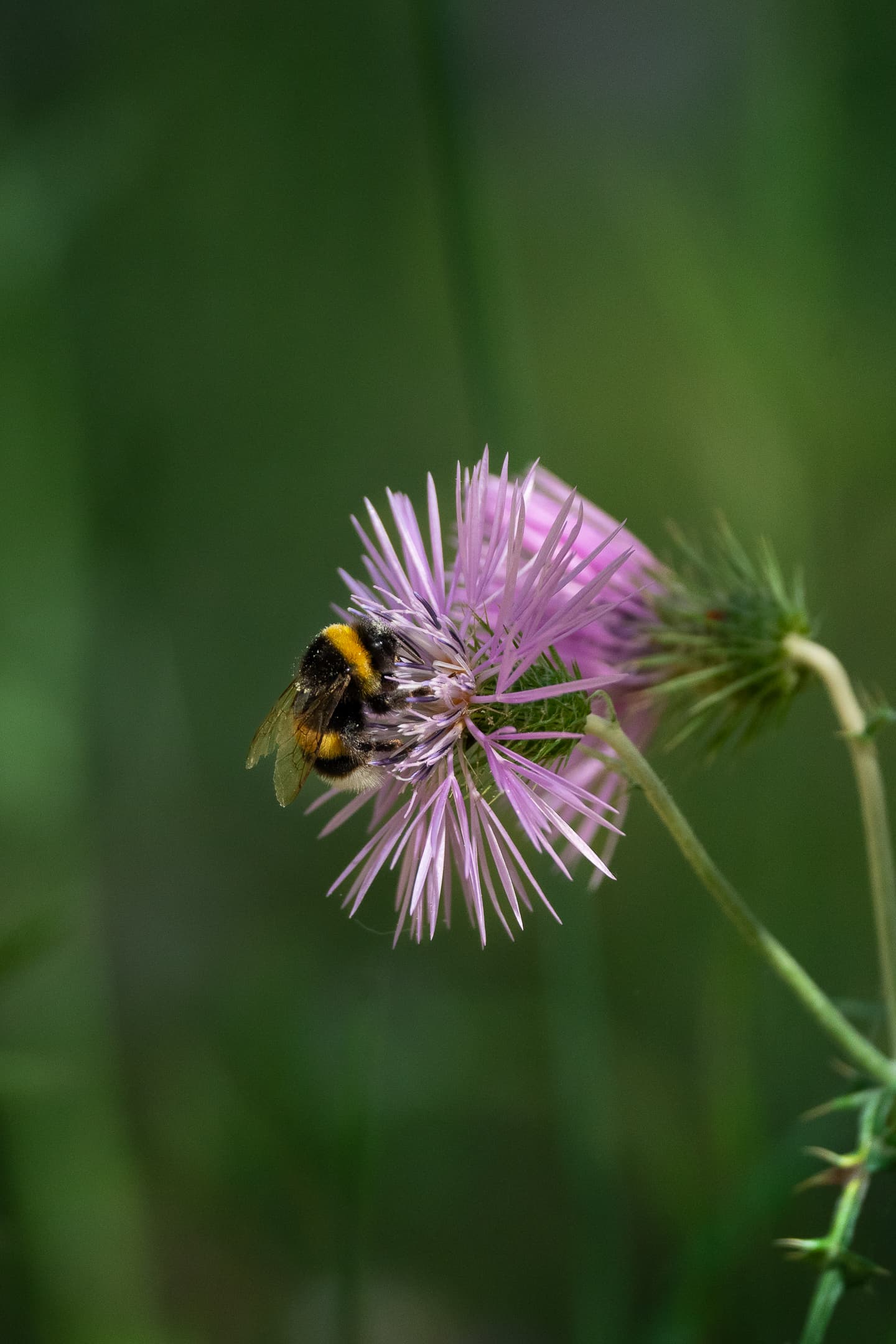 Buff Tailed Bumblebee