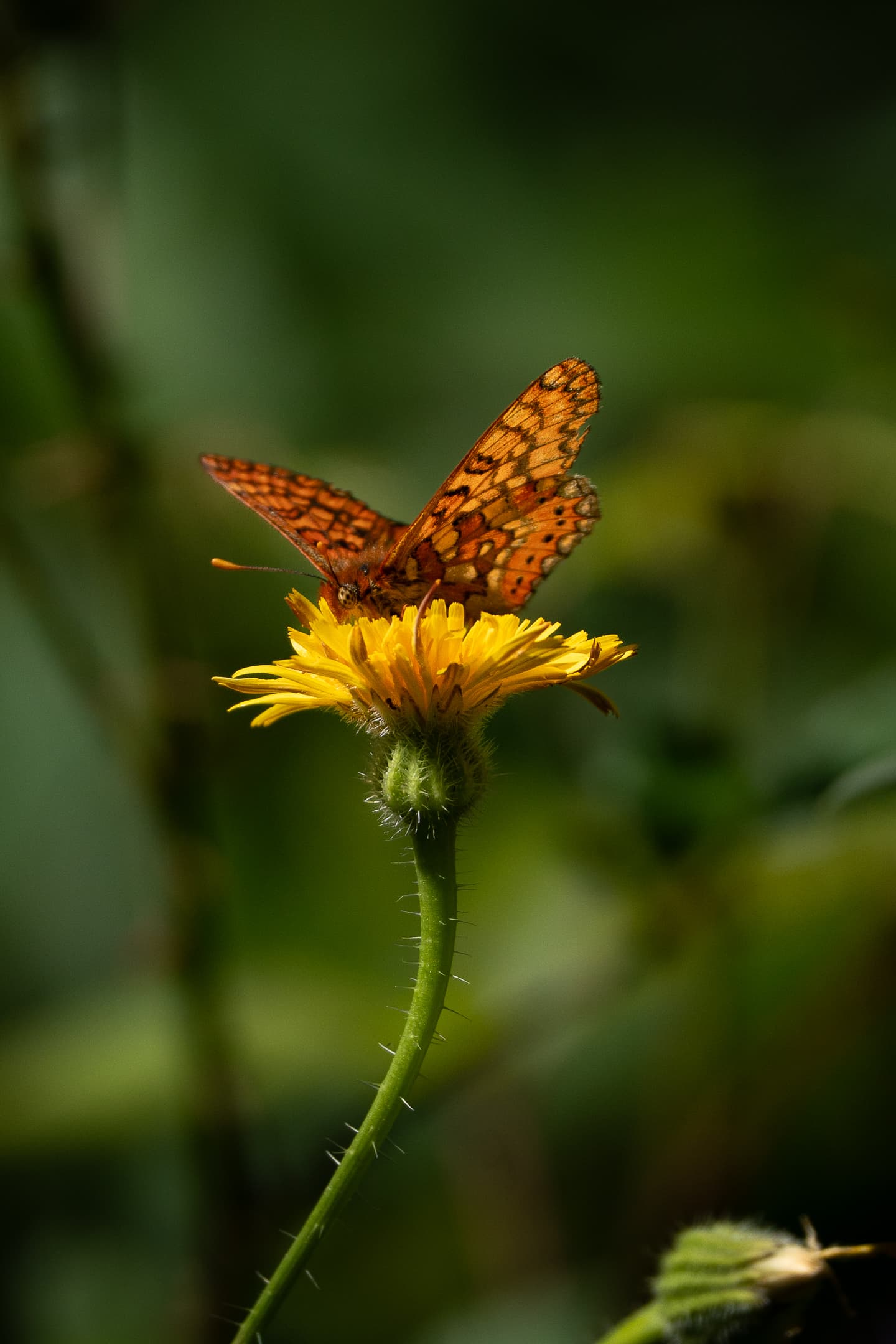 Marsh Fritillary