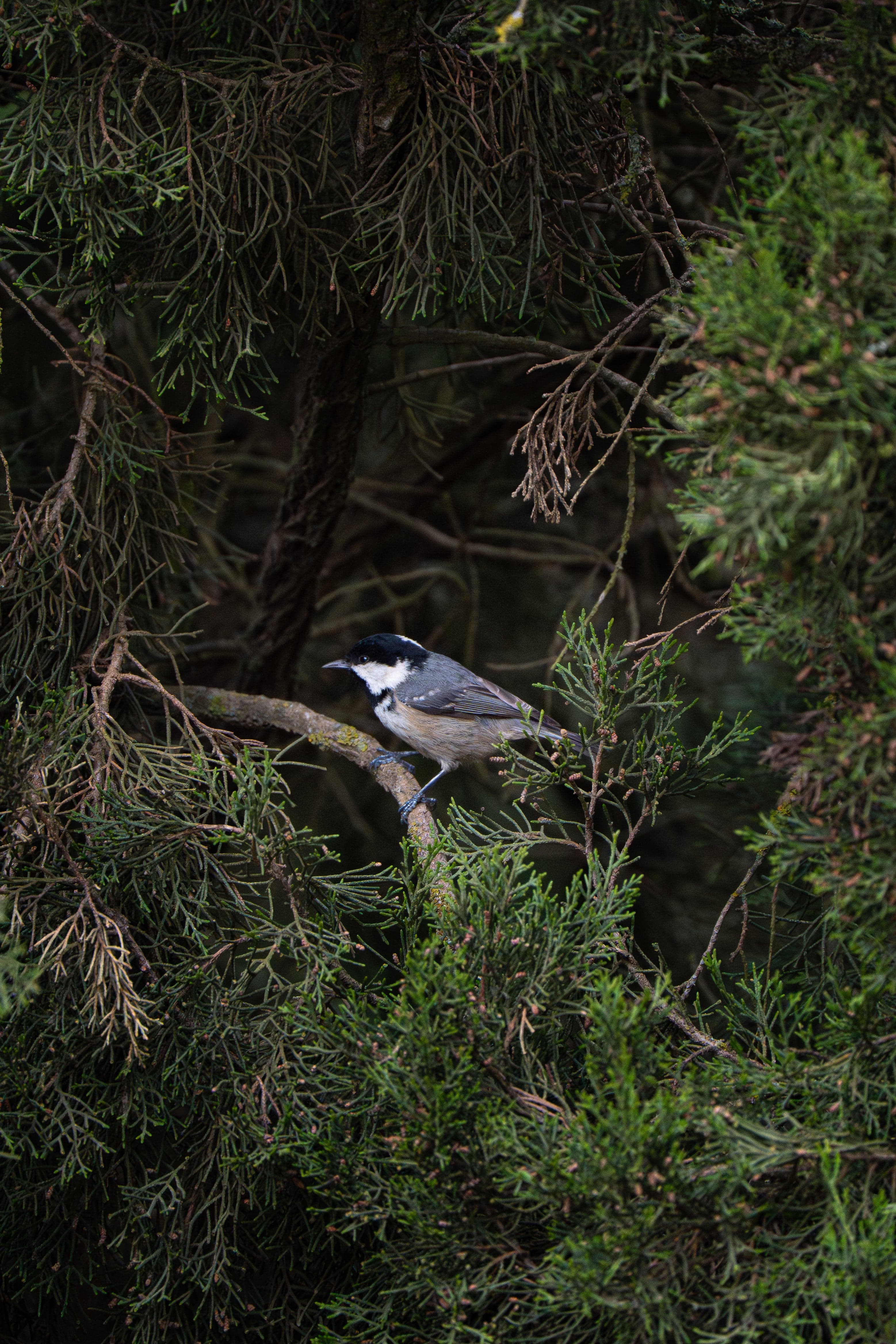 Coal Tit