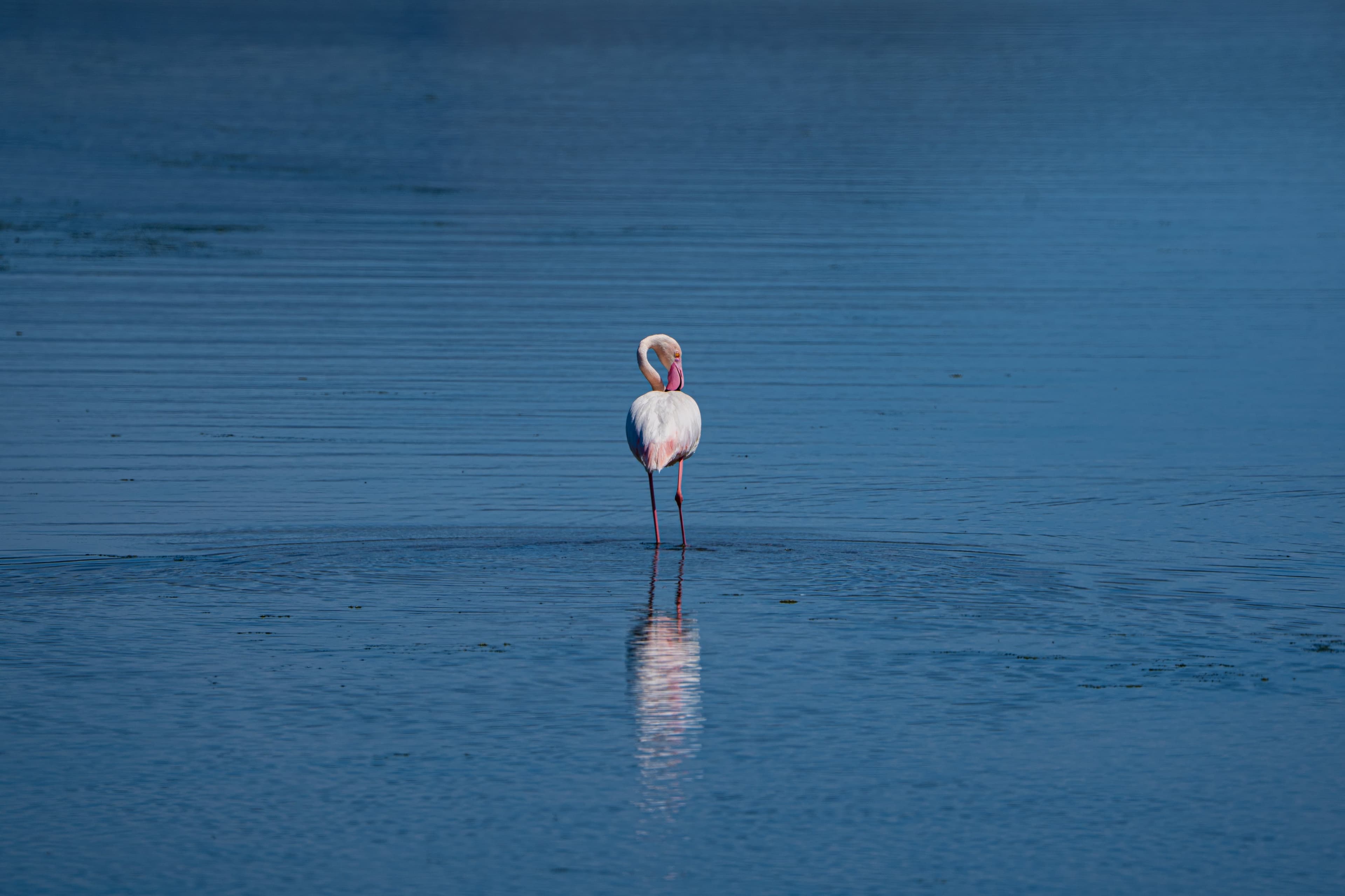 Greater Flamingo