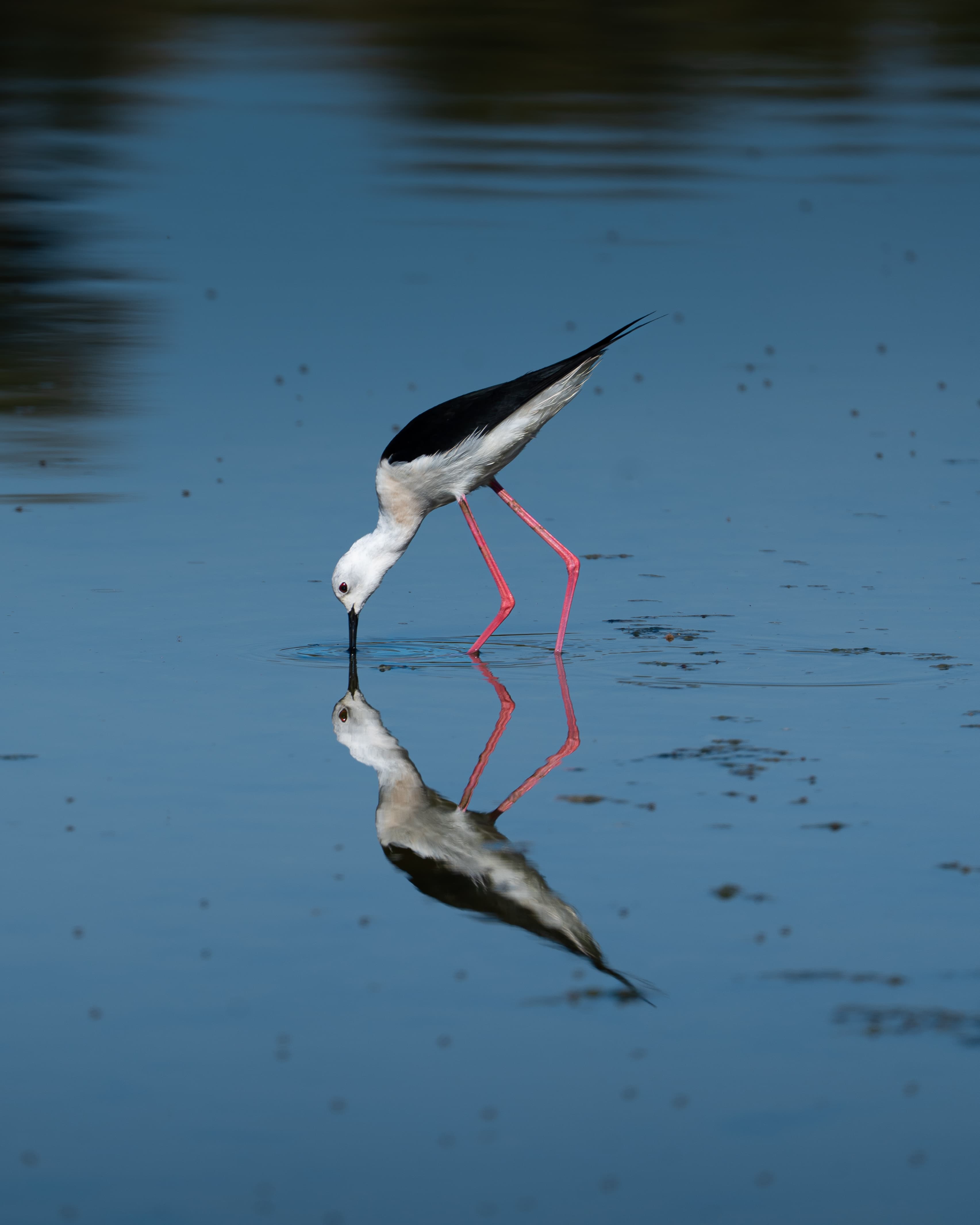 Black-winged Stilt