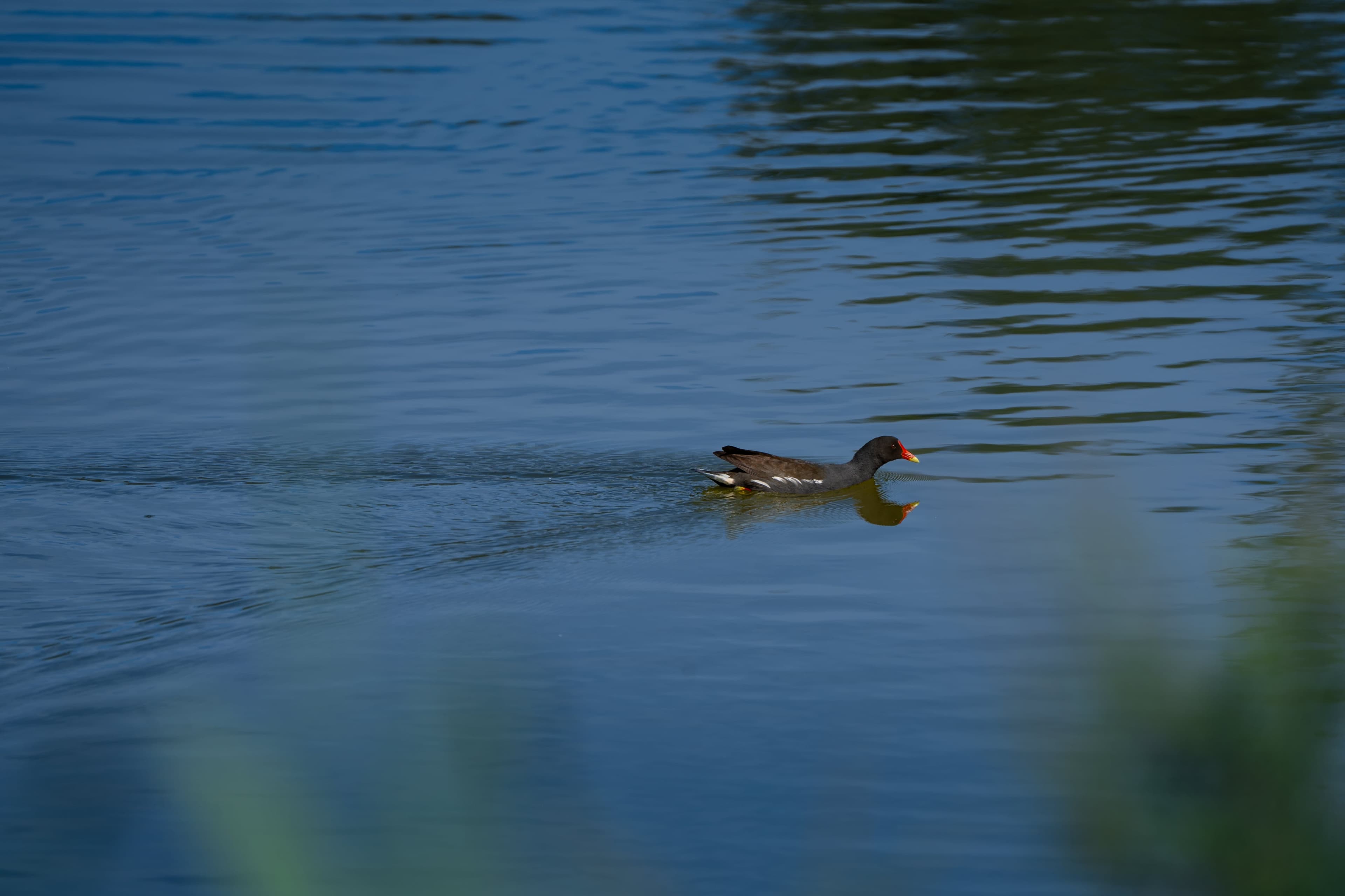 Common Moorhen