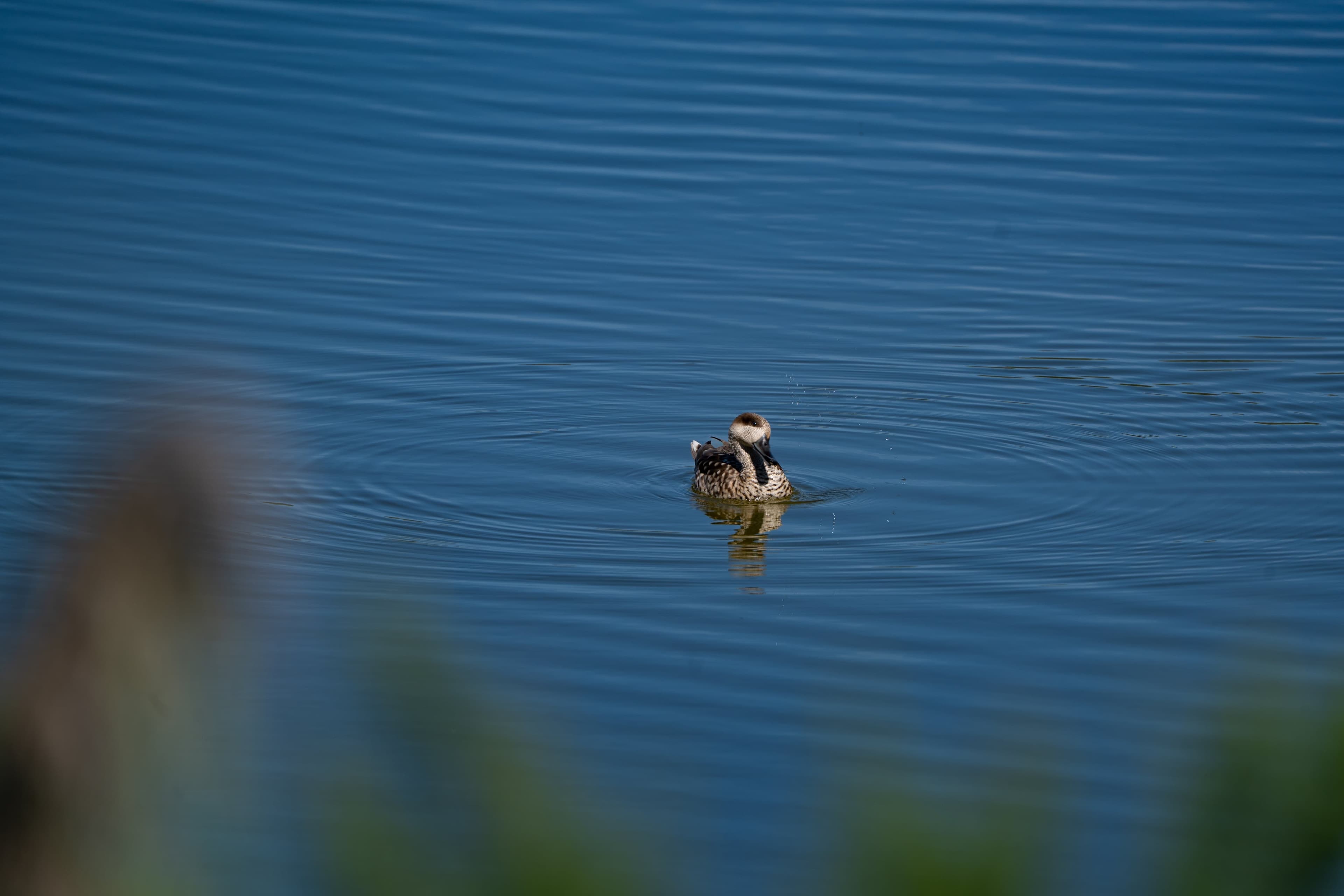 Pato