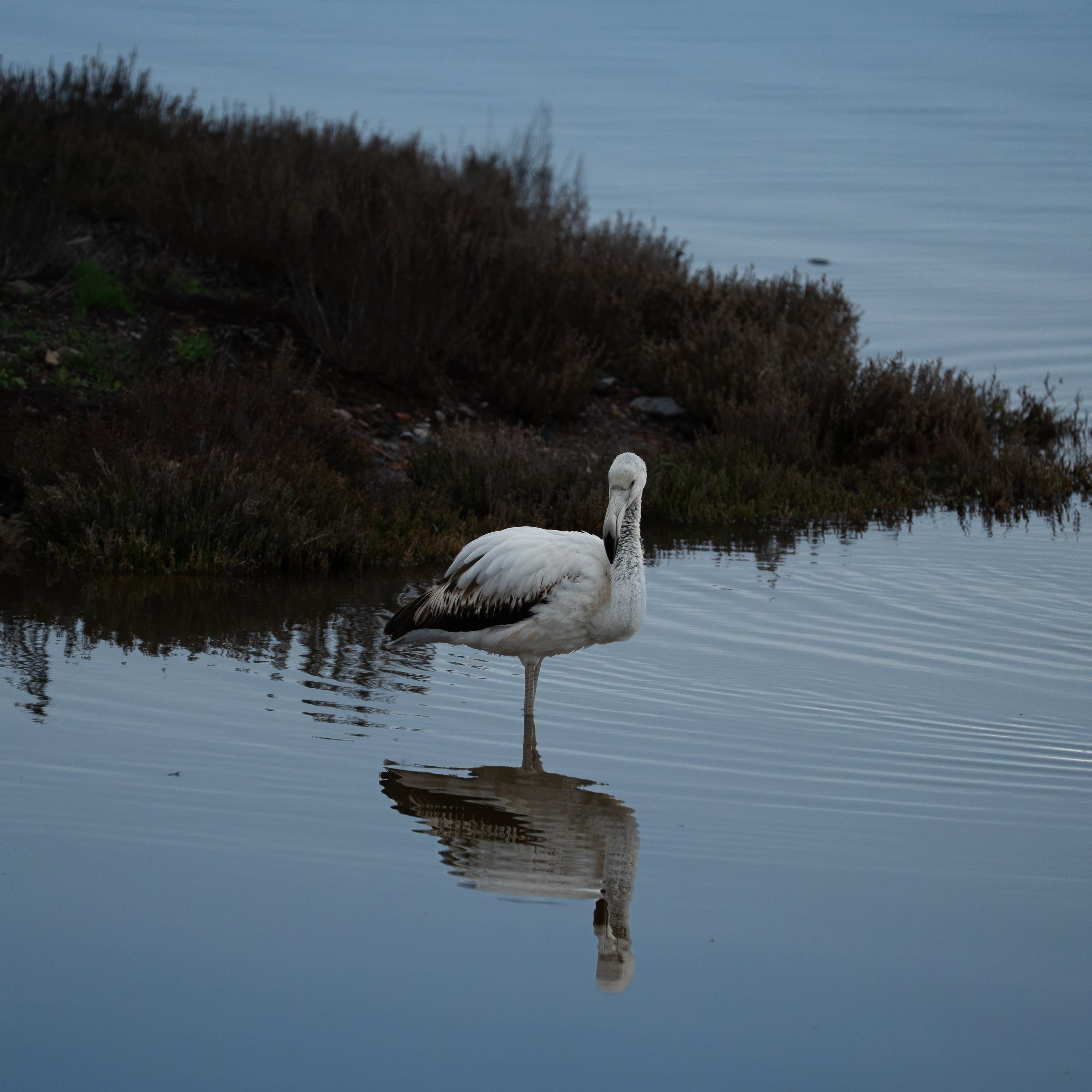 Greater Flamingo