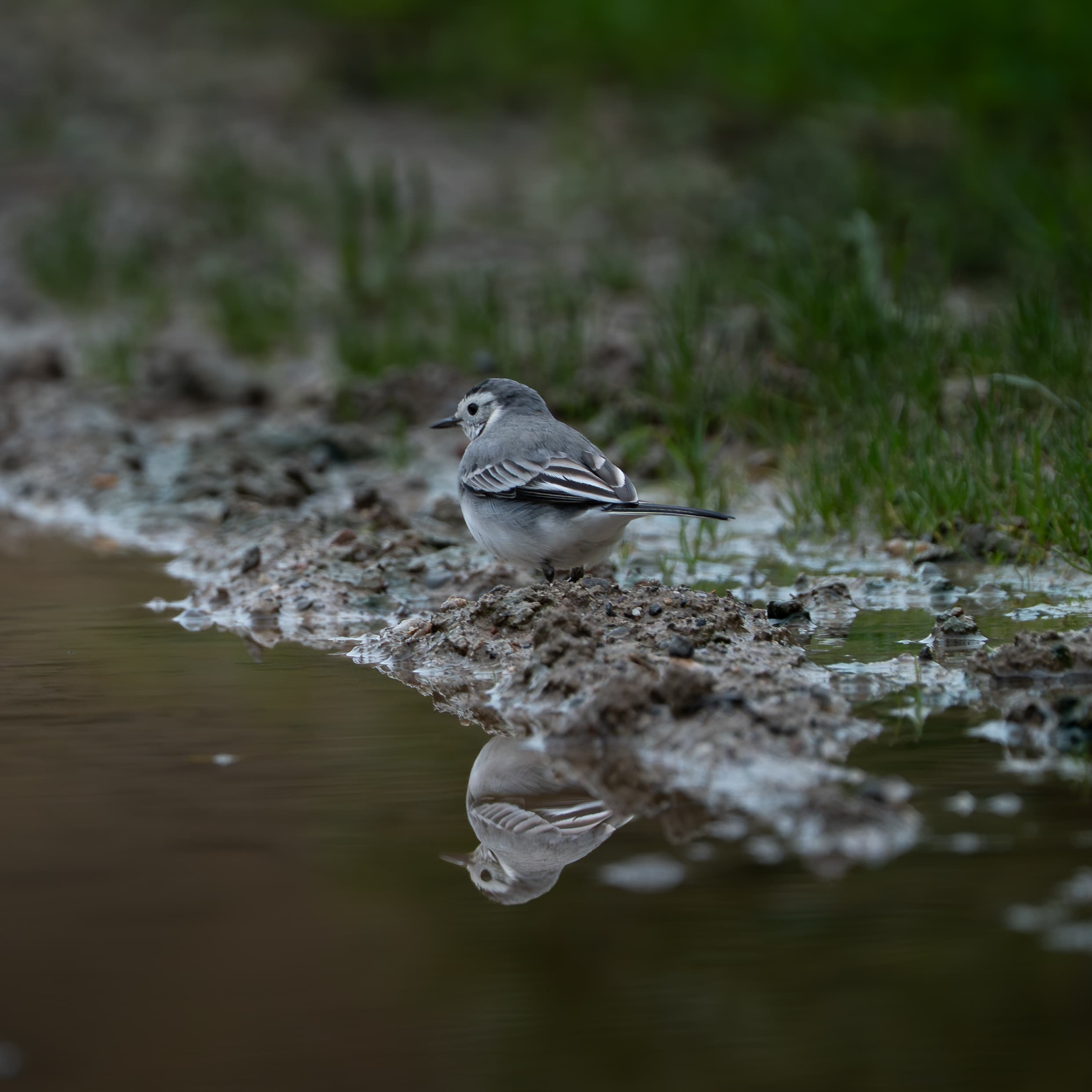 White Wagtail