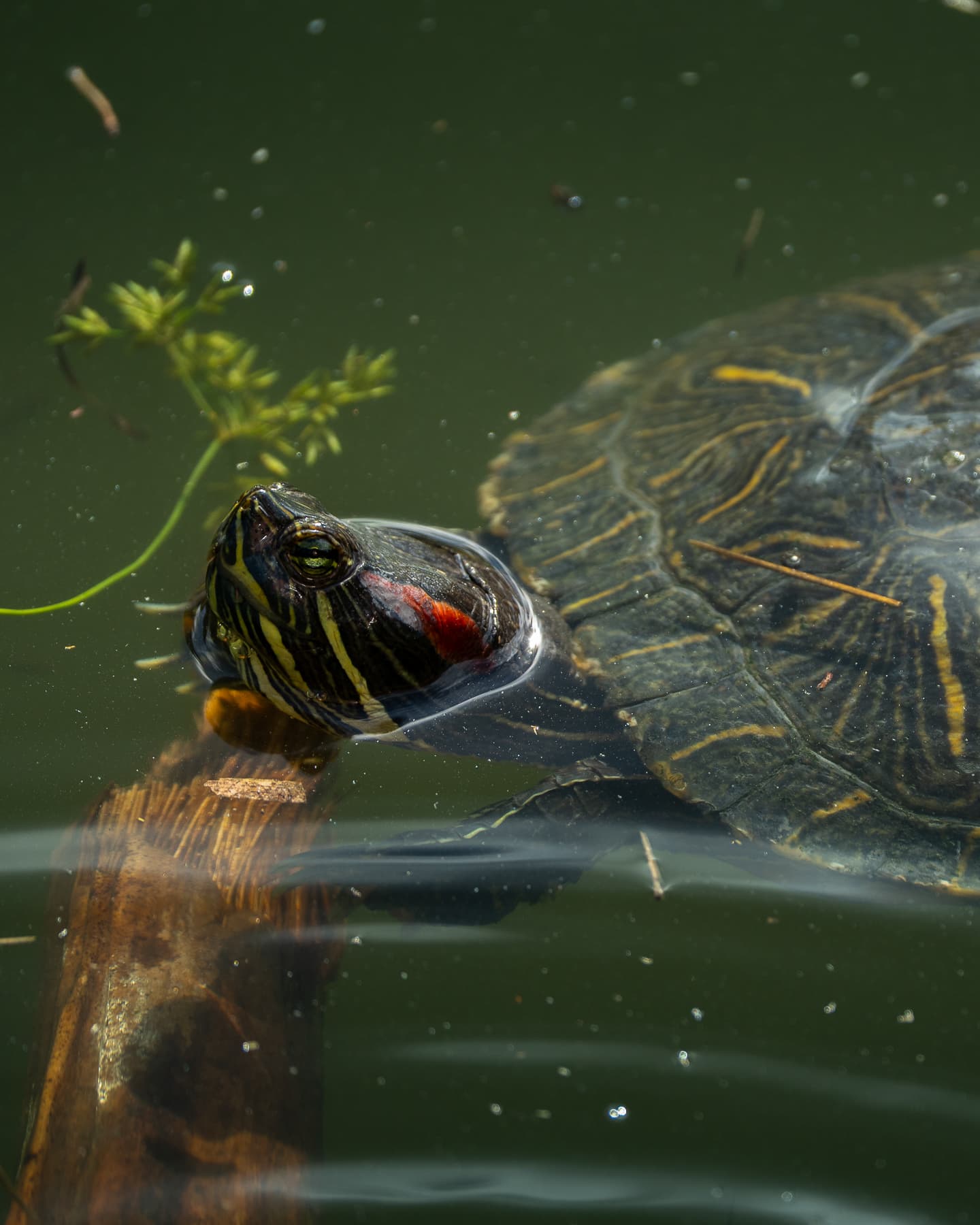 Common Slider
