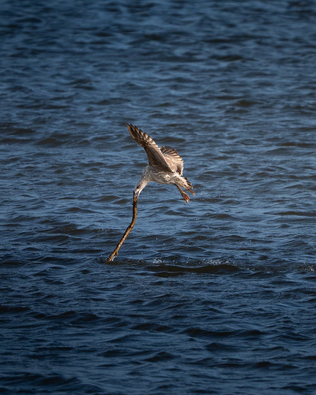 Gray Gull