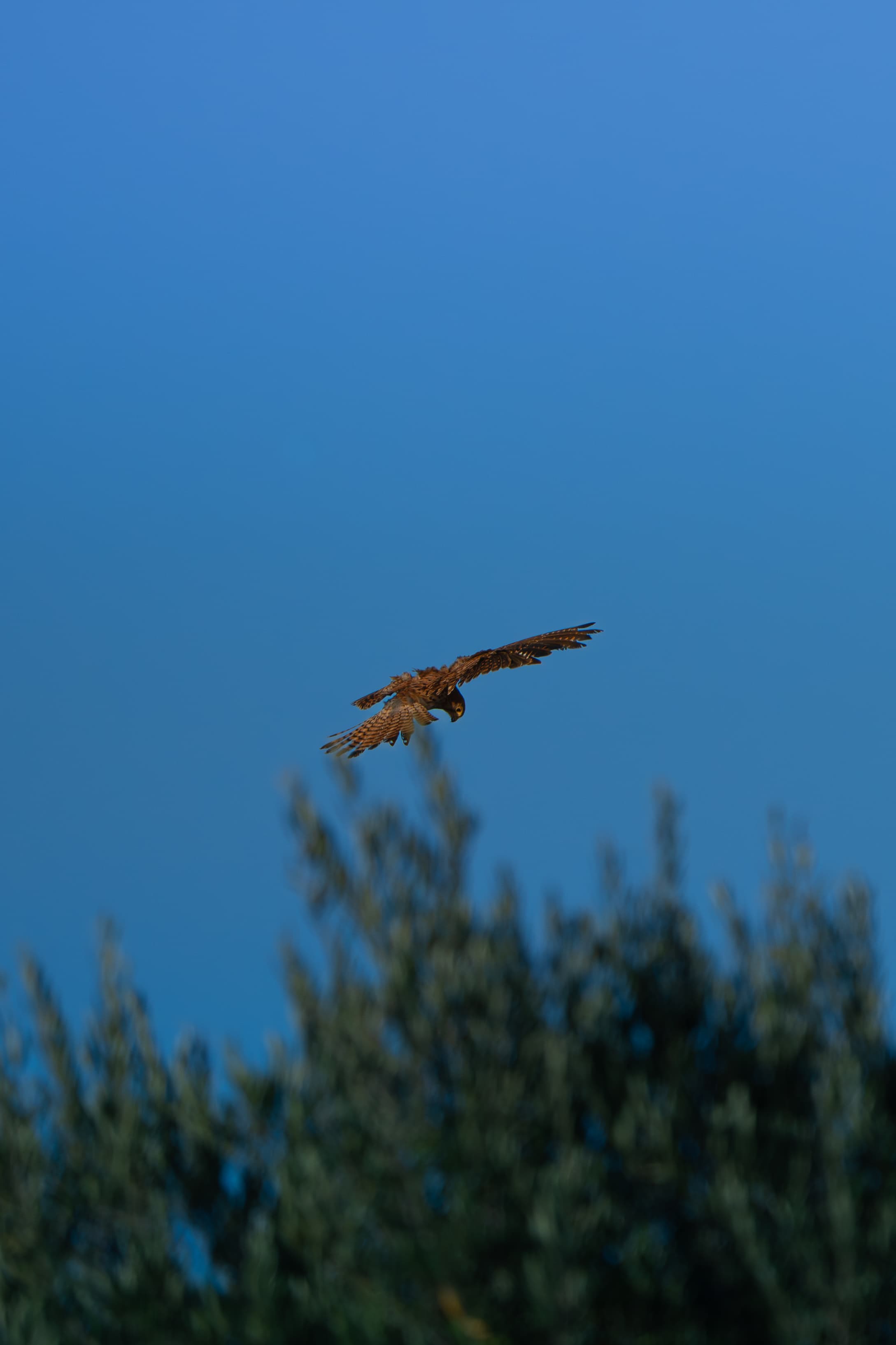 Common Kestrel